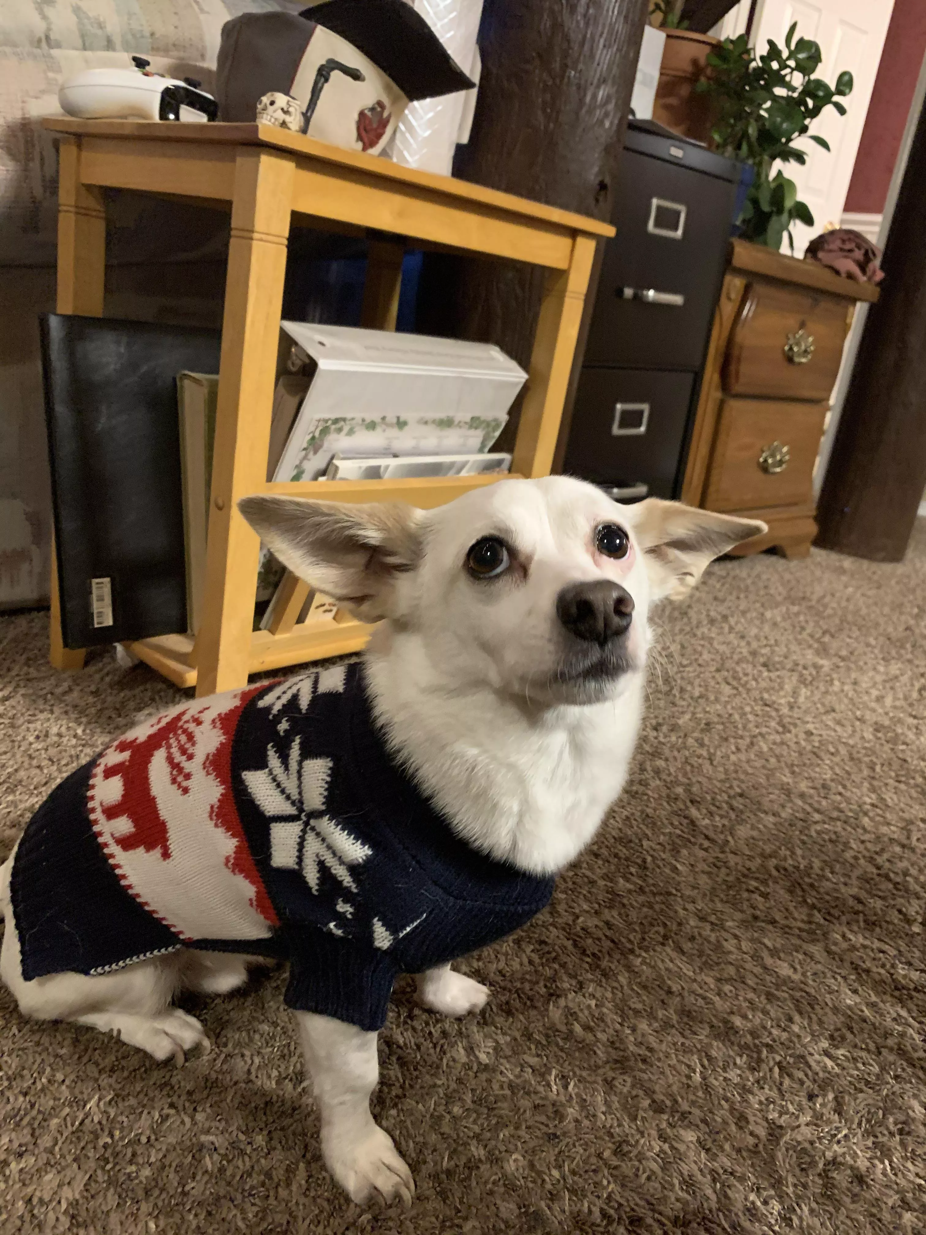 showing off his Christmas sweater.