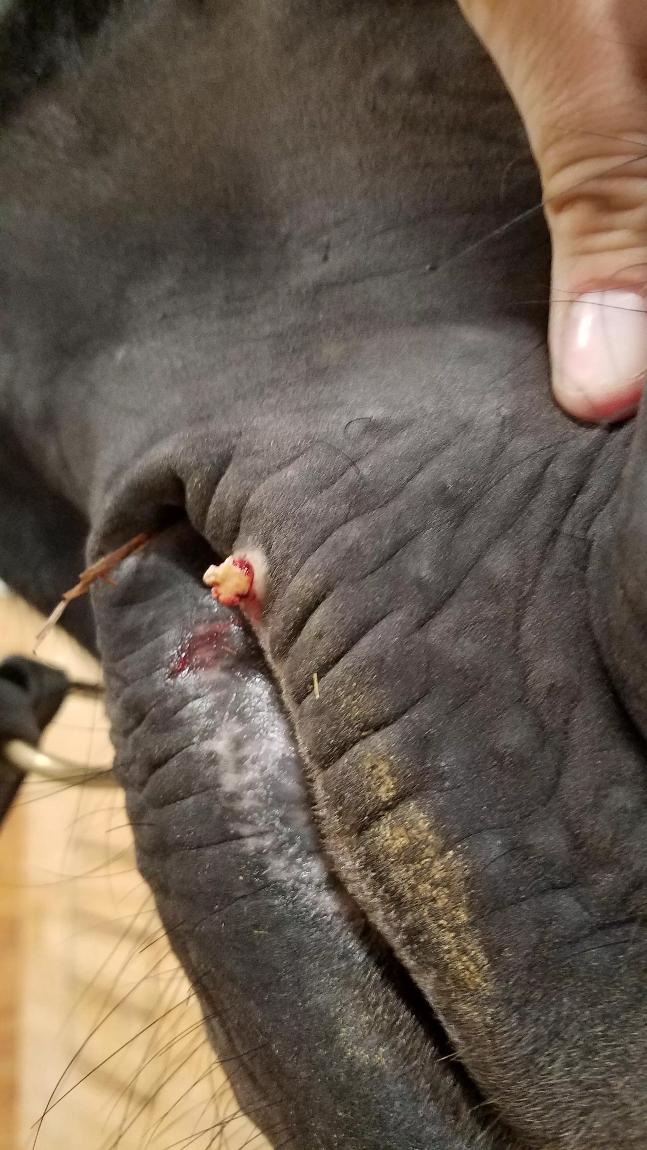 Surprise pop from sore on horse's lip [Pic]