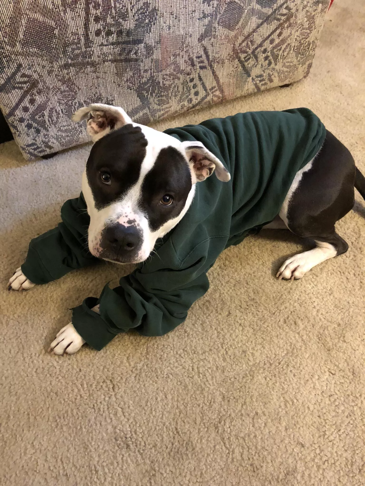 Sweater pupper