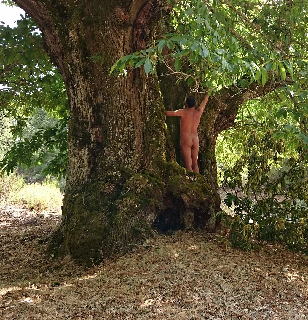 The mother nature. Milenary tree