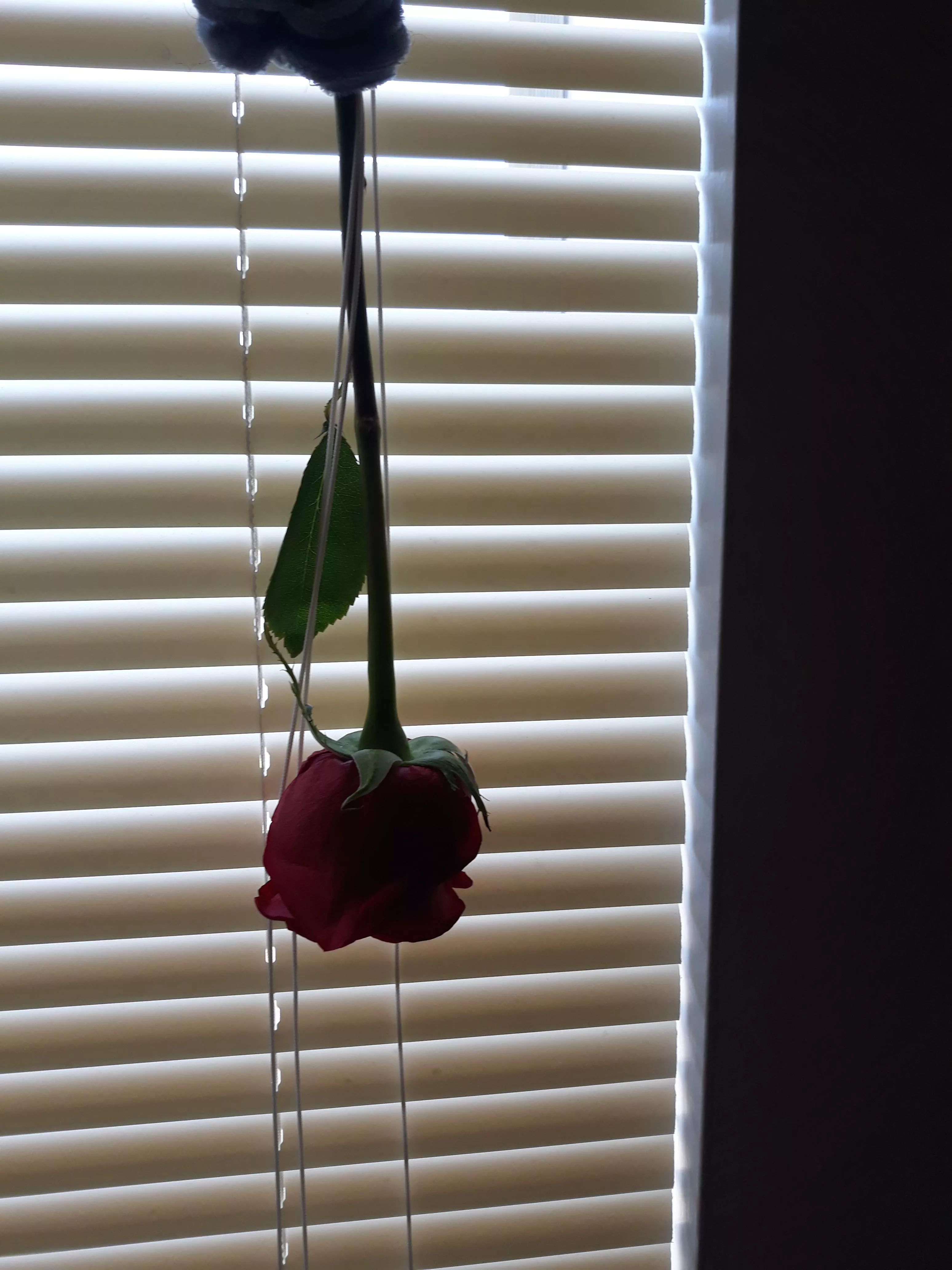 💖🌹💖The Rose Daddy Gave Me Last Night💖🌹💖