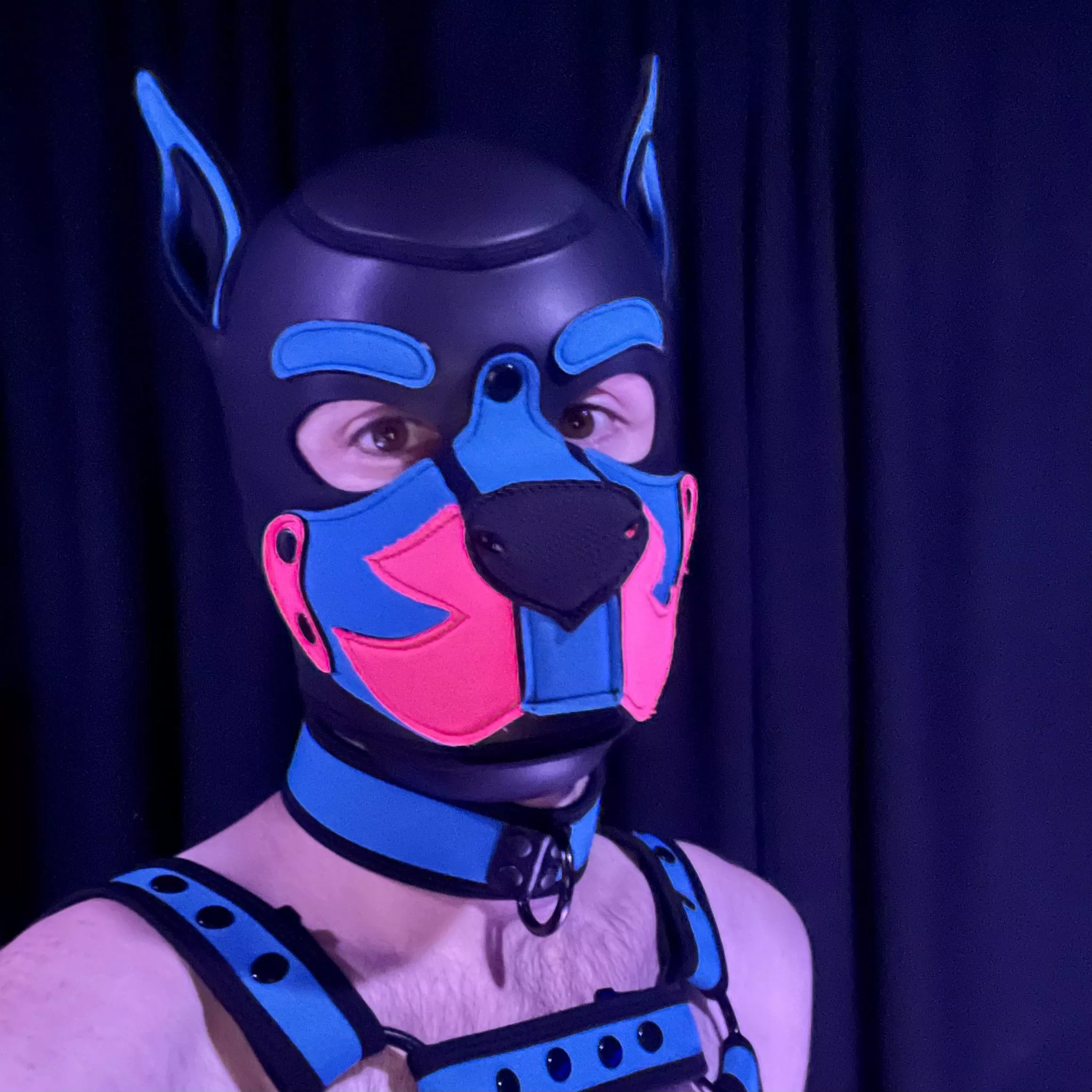 This puppy had a lot of fun gogoing at the club last night