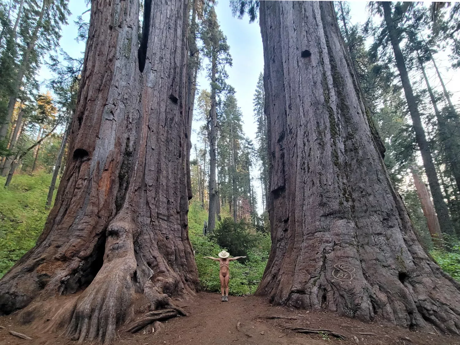 🌲 Tiny Twixt Titanic Trees 🌲