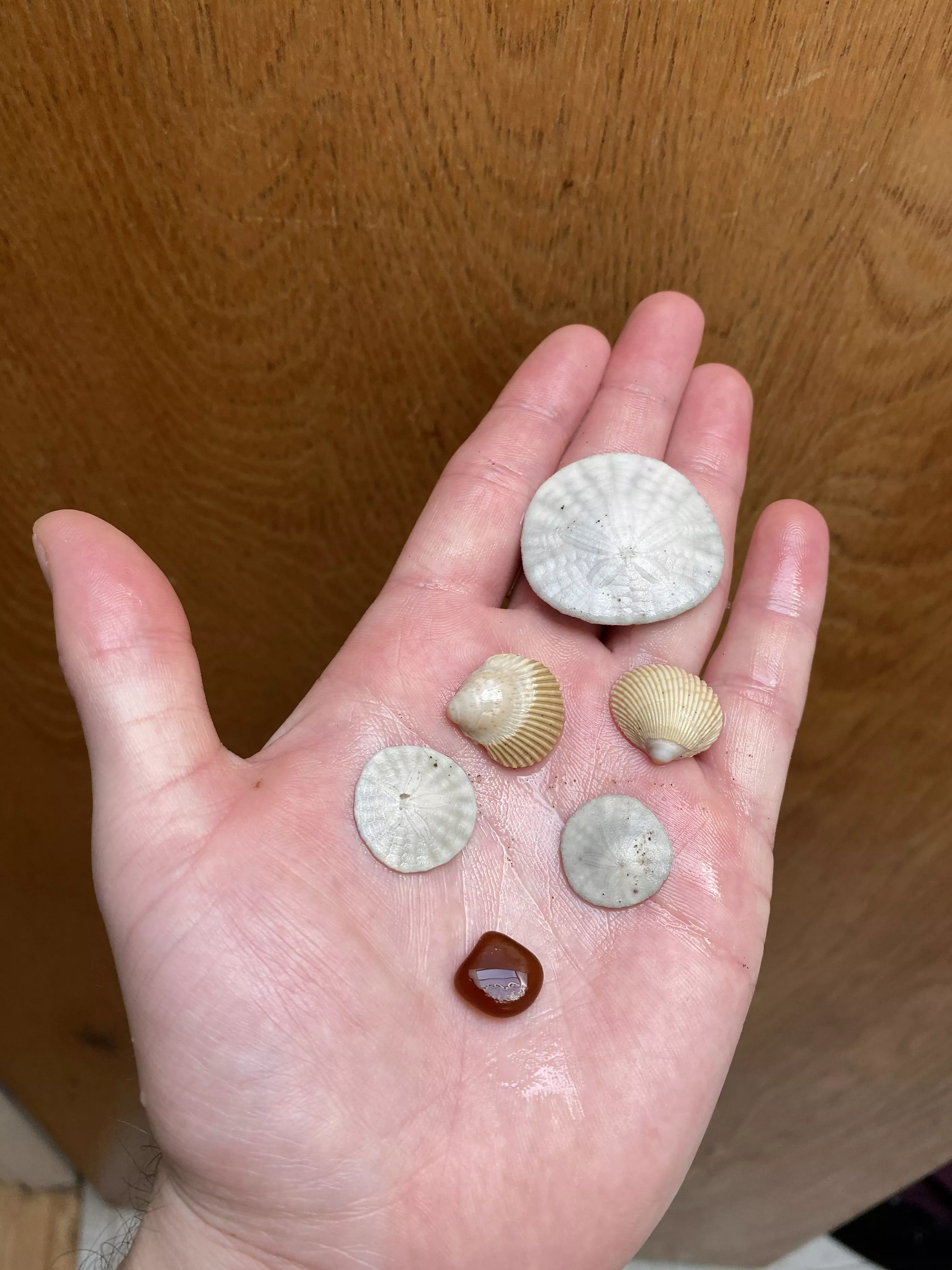 Today's beach finds