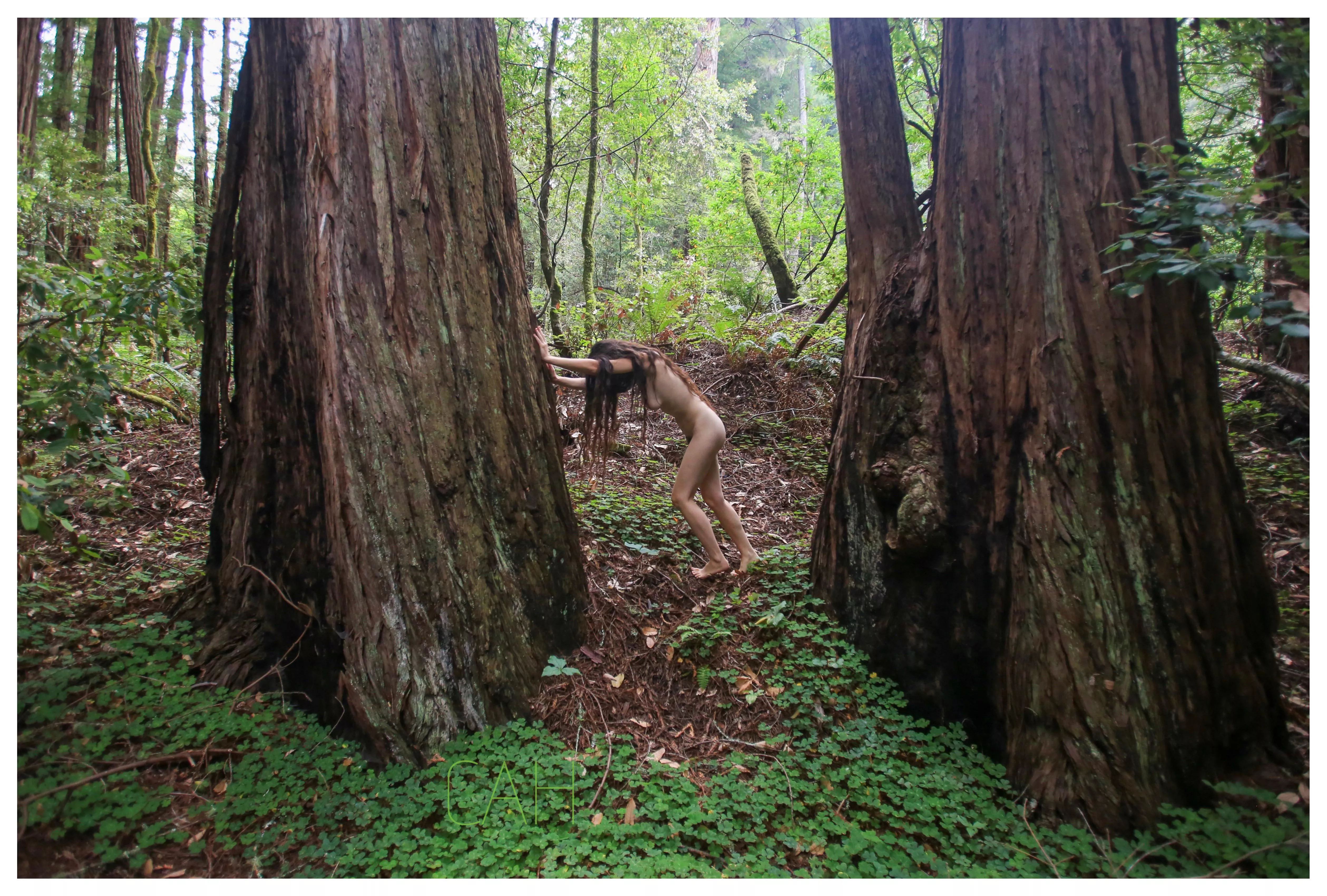 Two Huge Trees