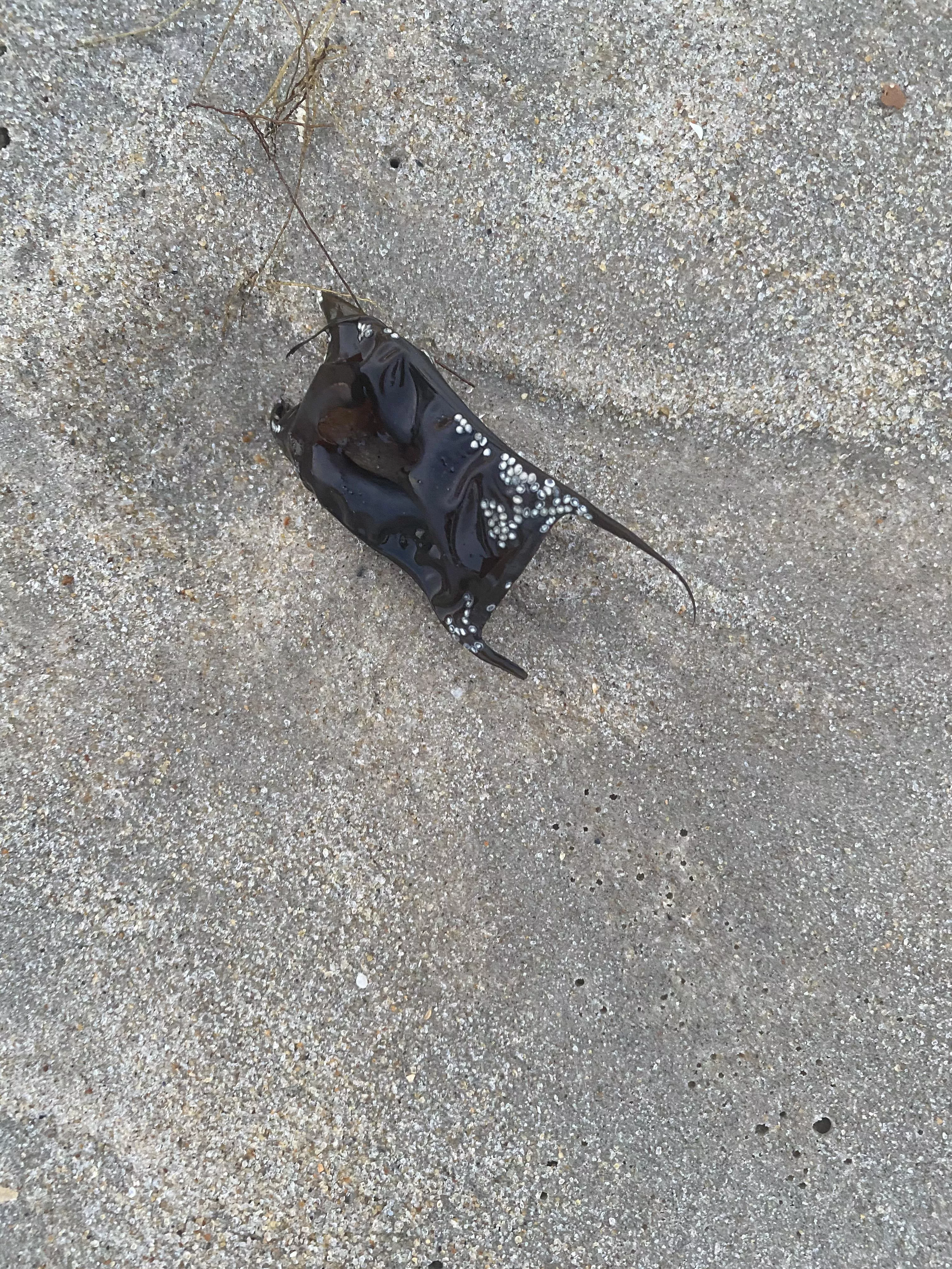 What is this? Itâ€™s on the beach.